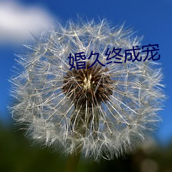 婚久终(終)成宠