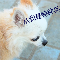 从我是特种兵开始打卡