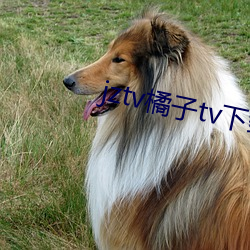 jztv橘(jú)子tv下载