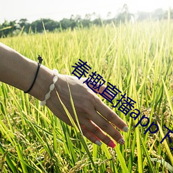 春趣直播app下载