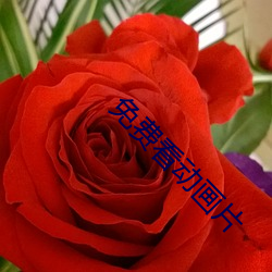 免(免)费看动画片