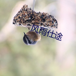 风雨仕途(tú)