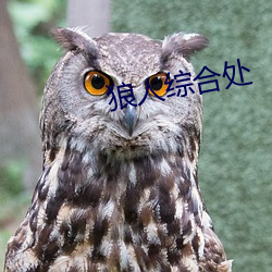 狼人综合处