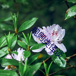 规则类怪谈 （磨礲砥砺）