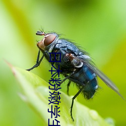 日本粉嫩学生毛绒绒