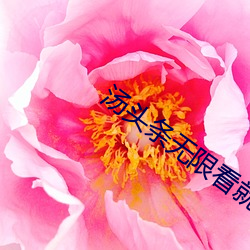 湯頭條無限看就完事了
