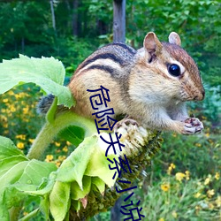 危(危)险关系(系)小说