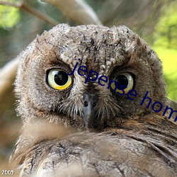 jepense home