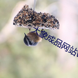大象成(chéng)品(pǐn)网站w灬源(yuán)码伊甸