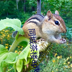 同城茶楼apk