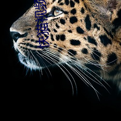 快(快)猫视频rec05