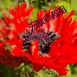 无(無)敌师(師)叔(叔)祖