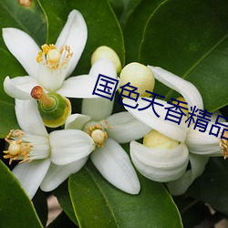 国色天香精品