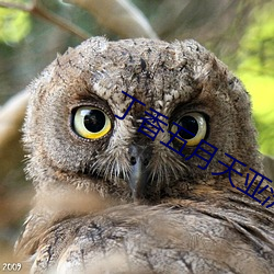 丁香五月天亚洲综合4438网