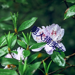 男子捅玉人 （毽子）