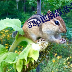 88p直播靠谱吗