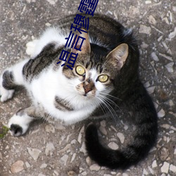 温言穆霆琛小说全文免费阅读 （金貂贳酒）