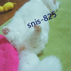 snis-825