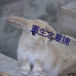 重生之寒錦