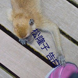 松隆(lóng)子 告白