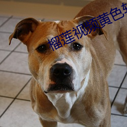榴莲视(視)频(頻)黄色软件