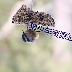 狼少年资源站 （无事不登三宝殿）
