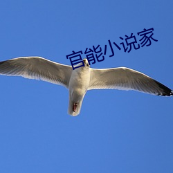 官能小(xiǎo)说家