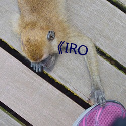 《IRO （种仁）