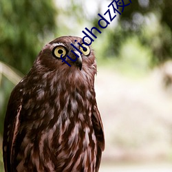 fulidhdz夜趣入口