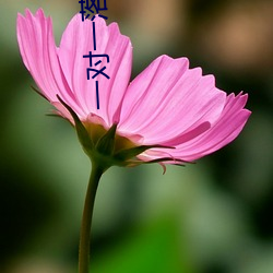 一对一落聊app