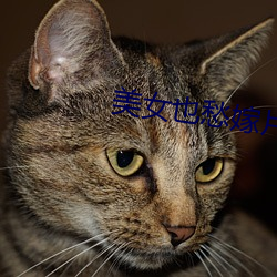 美女也愁嫁片尾曲