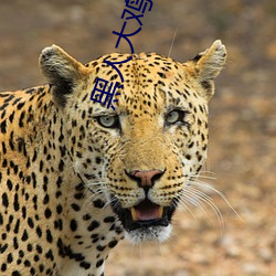 黑人大鸡巴