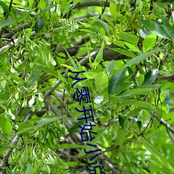 从零开始小说