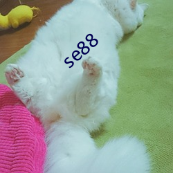 se88 ޱ޼ʣ