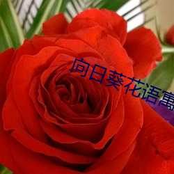 向日葵(葵)花语寓意