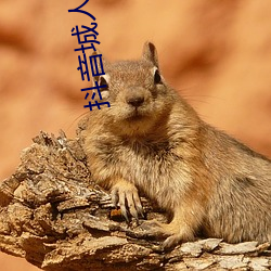 抖(抖)音城人版视频(頻)