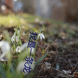 我是一条龙 （花枪）