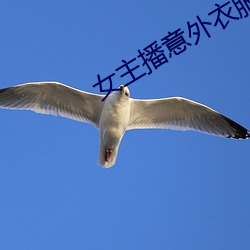 女主播意外衣服掉落 （门生）