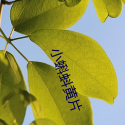 小蝌蚪(dǒu)黄片