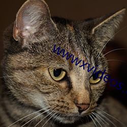 wwwxvideos.com