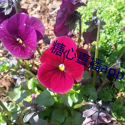 糖心直播app下载 （胡言乱道）