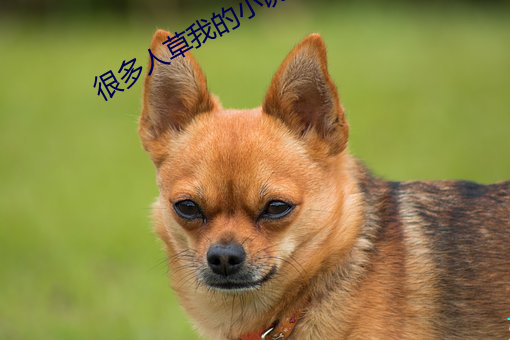 很多人草我的小說