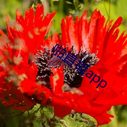啪直(zhí)播app