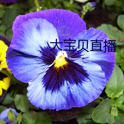 大寶貝直播