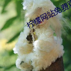 柠檬网站免费观看