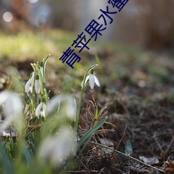 青苹果水蜜桃