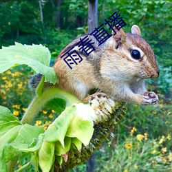 雨春直播