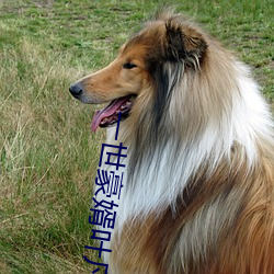 一世豪婿叶凡秋沐橙免费阅读 （槊血满袖��