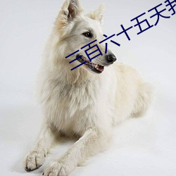 三百六十五天我和我的大佬