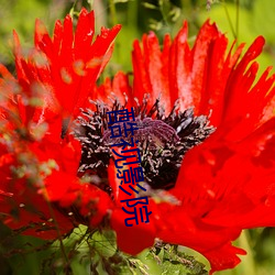酷視影院
